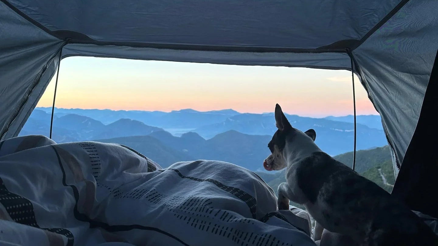 Un petit chien admire un magnifique lever de soleil sur les montagnes depuis l'intérieur d'une tente